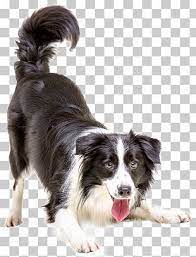 Puppy Png Images Puppy Clipart Free Download Pets Cats Collie Puppies Border Collie Puppies