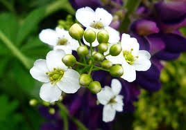 Image result for Crambe