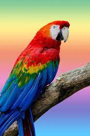Maybe you would like to learn more about one of these? Munshiganj Pet Birds Colorful Parrots Parrot