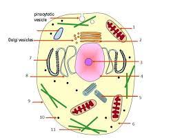 Basic diagram of an animal cell. Human Anatomy