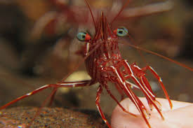 How long do animals live? Camel Shrimp Rhynchocinetes Durbanensis Species Profile Aquariumdomain Com