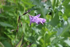 Image result for Dierama cupuliflorum