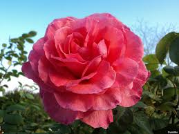 Now, more than 28 years later, make scents flower distributors inc. Making Scents The Aromatic World Of Flowers Scienceline