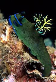 Kết quả hình ảnh cho sên biển