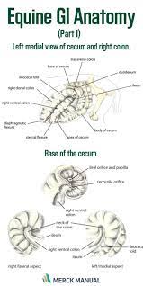 The Small Intestine Of A Horse Comprises The Duodenum Jejunum And Ileum With The Latter Joining The Cecum Equine Vet Tech Large Animal Vet Equine Veterinary