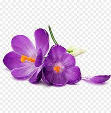 Real blue purple rose png. Urple Flowers Png Image Transparent Purple Flower On A White Background Png Image With Transparent Background Toppng