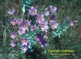 Image result for eustoma maurine