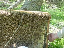 Knowing how the bees died will guide you on how to deal with and clean out a dead beehive in question. Why Do Bees Leave Your Hive 16 Reasons For Bee Absconding Dengarden