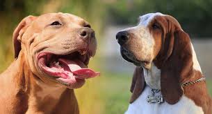 If you live in an area where there are many different kinds of dogs, it is important to make sure that the basset hound you choose is a dog. Pitbull Basset Hound Mix What To Expect From This Unusual Mix
