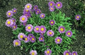 How To Grow Asters Aster Flower Flower Garden Plans Fall Blooming Flowers