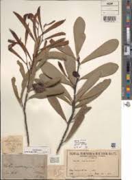 Image result for Cyclocarpa