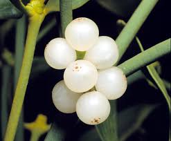 Image result for Viscum