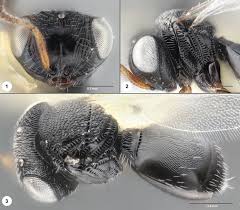 Image result for Platostoma strictum