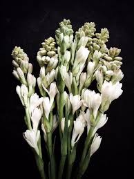 Pin On Flowers