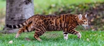 ‪15 Exotic Cat Breeds You Can Adopt | Litter-Robot‬‏