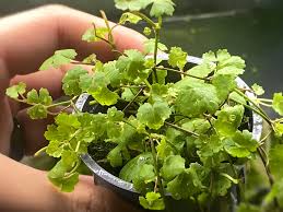 Image result for Hydrocotyle