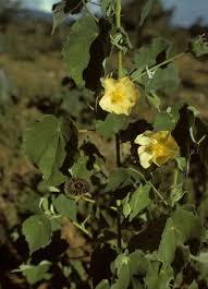 Image result for Abutilon hirtum