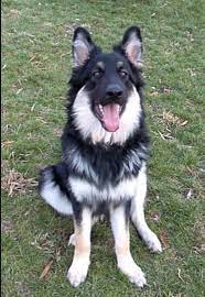 Beautiful Silver And Black Long Haired German Shepherd Dog I Wish It Was Mine German Shepherd Breeders Long Coat German Shepherd Puppy Pictures