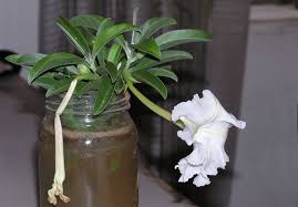 Image result for Ipomoea adenioides