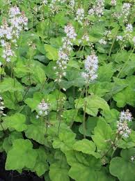 Image result for Whitfieldia thollonii