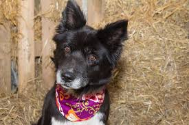Auf diesem wege suchen 6 unserer 7 babys einen neuen platz, wo sie ihr leben genießen können. Border Collie Mischling Bikini Sucht Neues Zuhause Medienportal Grimma