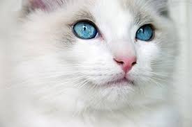 Dallas fort worth metroplex, texas hill. Ragdoll Wikipedia