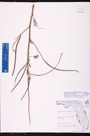 Image result for Sesbania sericea