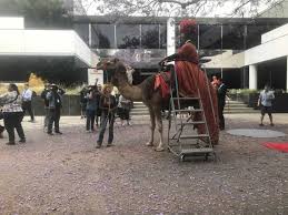 A group called the league of pastoral peoples says fifty thousand camels were brought to the fair in the group operates animal shelters. Camel Rides Rentals Giddy Up Ranch