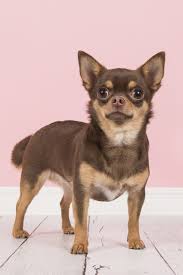 Looking for names that start with a for your female dog? 25 Best Girl Dog Names Cute Female Names For Dogs
