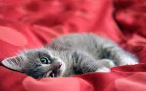 Nice Desktop Wallpapers Pictures Kitten Wallpapers Kitten Wallpaper Cute Cats Cute Animals