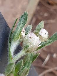 Image result for Helichrysum argyrosphaerum