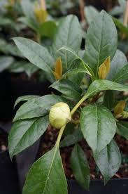 Read on for more oakleaf hydrangea information and tips on how to care for an oakleaf hydrangea. Hydrangea Seemannii Hydrangea Seamanii Hydrangea Seemanii Evergreen Climbing Hydrangea Plant Lust