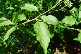 Image result for Microglossa pyrifolia