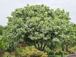 Image result for Chionanthus