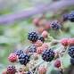 Forage and Cookery Course in the Lake District event image