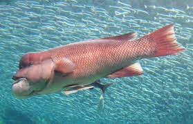 We did not find results for: Daily Mail Thinks This Fish Is Transgender And Readers Are Hilariously Outraged