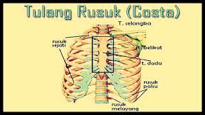 Apa yang dimaksud tulang rusuk? Tulang Rusuk Pengertian Struktur Fungsi Dan Gambar