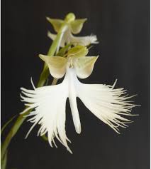 Image result for Habenaria harmsiana
