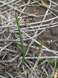 Image result for Psilotrichum schimperi