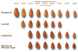 Almond Size Chart Related Keywords Suggestions Almond