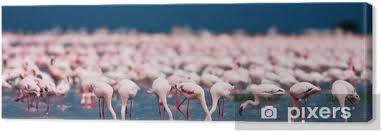 2.522 unabhängige bewertungen von hotels, restaurants und sehenswürdigkeiten sowie authentische reisefotos. Leinwandbild Flamingos Am Lake Nakuru Kenia Pixers Wir Leben Um Zu Verandern