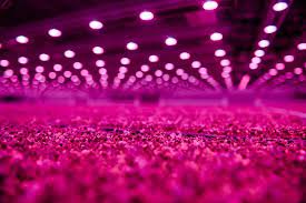 The three main categories of grow lights are. Using Led Lights To Increase Production In Vertical Farms Electronics360