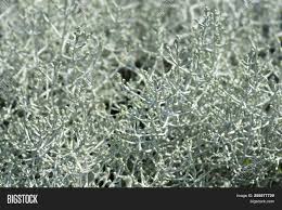 Shiny or white) and atomic number 47. Silver Cushion Bush Image Photo Free Trial Bigstock