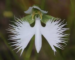 Image result for Habenaria rhopalostigma