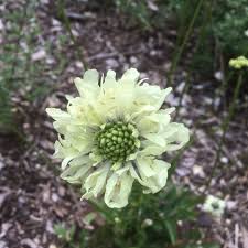 Image result for Cephalaria