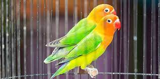 Cara ternak lovebird agar cepat bertelur. 10 Cara Ternak Lovebird Koloni Yang Benar Agar Cepat Bertelur Merdeka Com