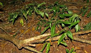 Image result for Anisotes