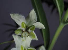 Image result for Gomphocarpus semilunatus