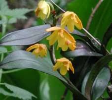 Image result for Polystachya epiphytica