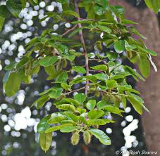 Image result for Milicia excelsa